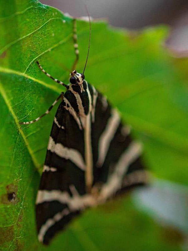 butterfliesrhodes-gallery-new-15-1