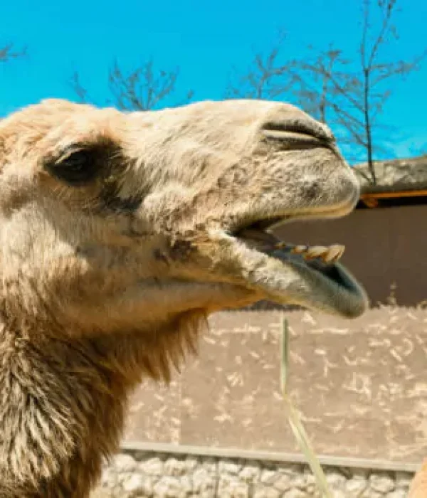 camels-farmaofrhodes-640x364