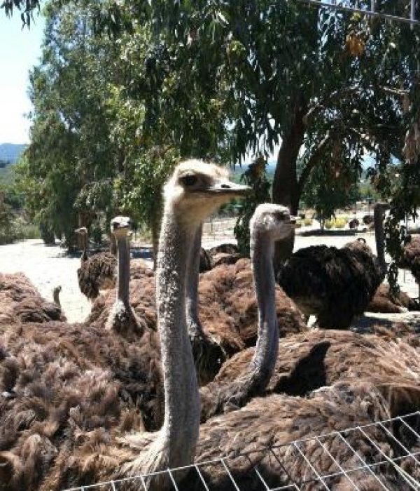 filename-ostrich-jpg